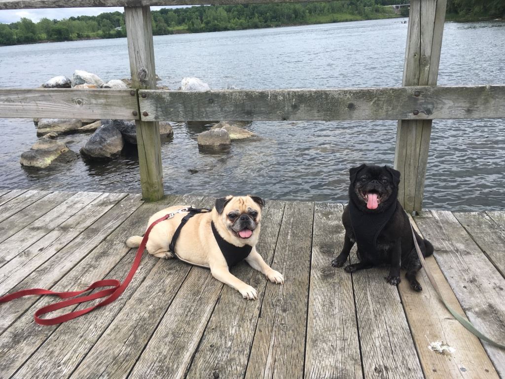 Pugs and St Lawrence River