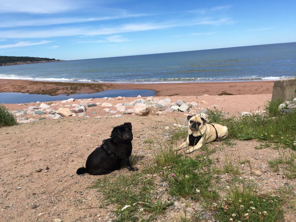pugs on beach