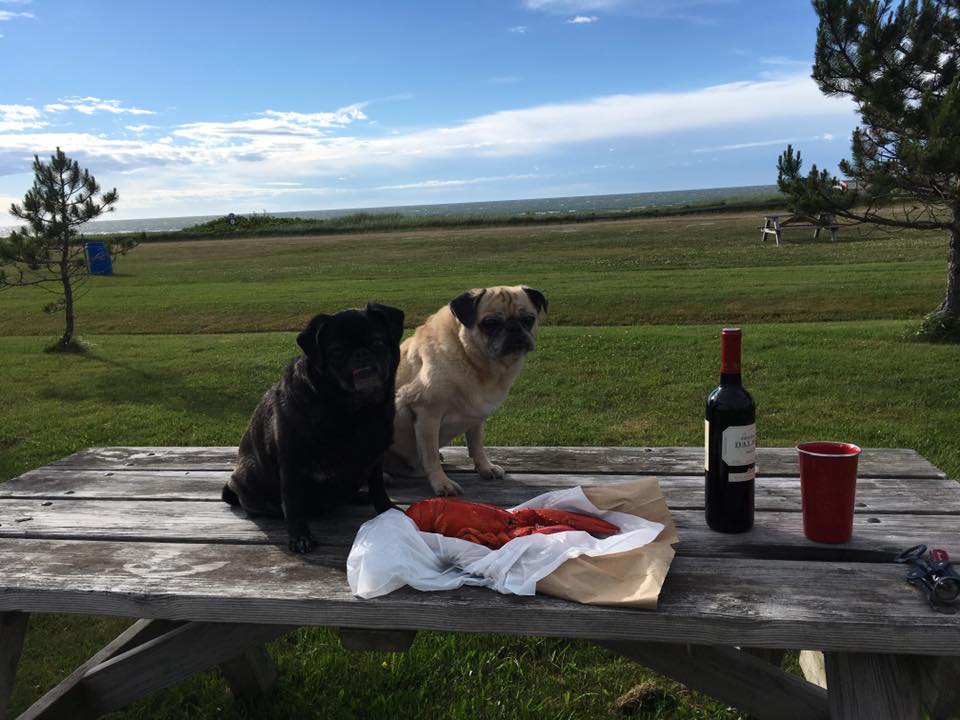 pugs, lobster, wine, picnic table