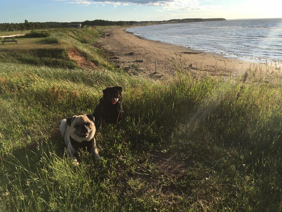 pugs and Murray Beach
