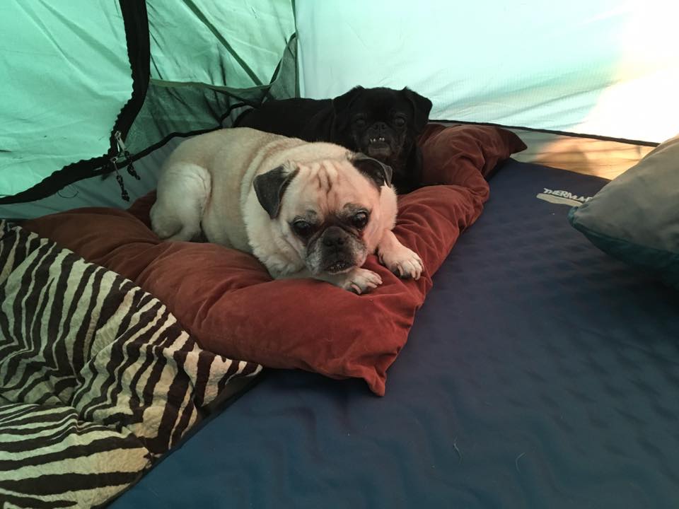 pugs in tent
