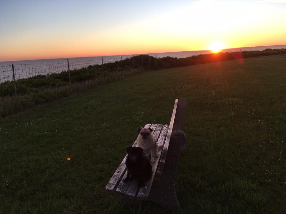 pugs and sunrise