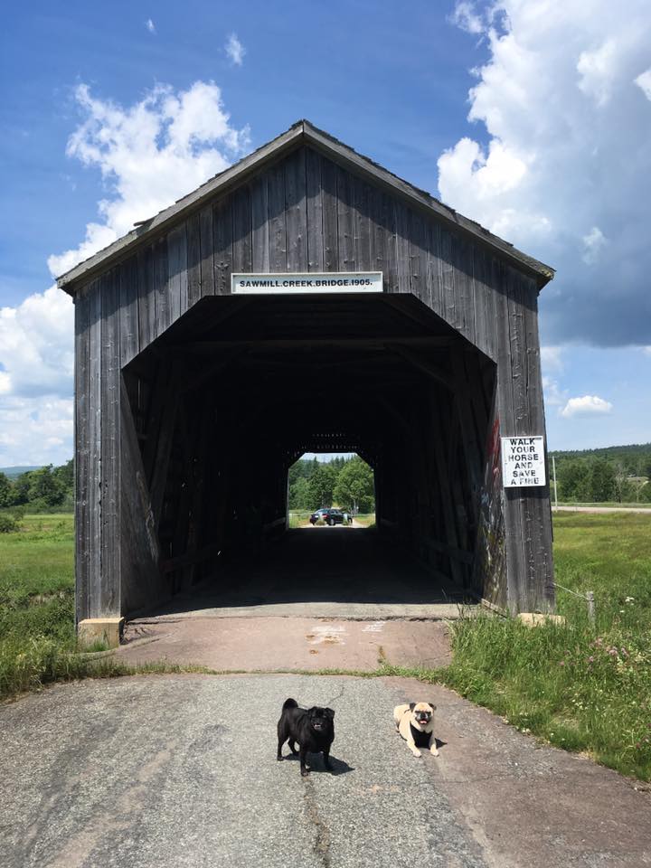 pugs and covered bridge