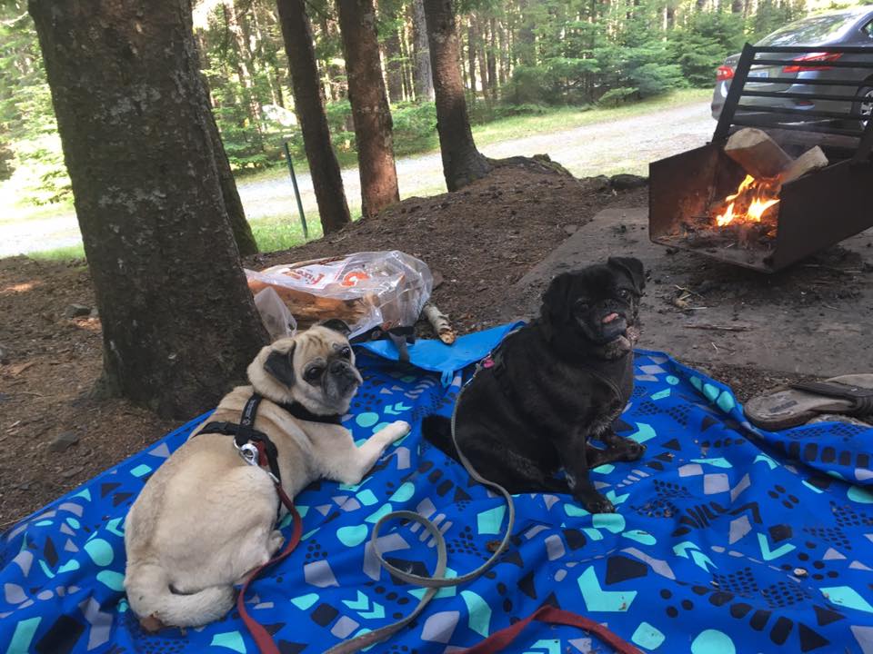 pugs by the camp fire