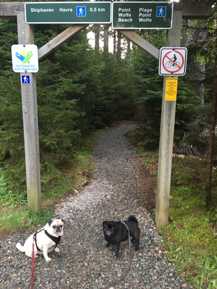 pugs and Point Wolfe beach trail