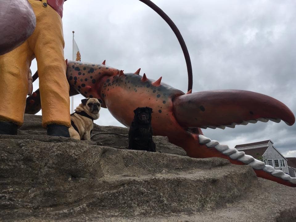 pugs and giant lobster