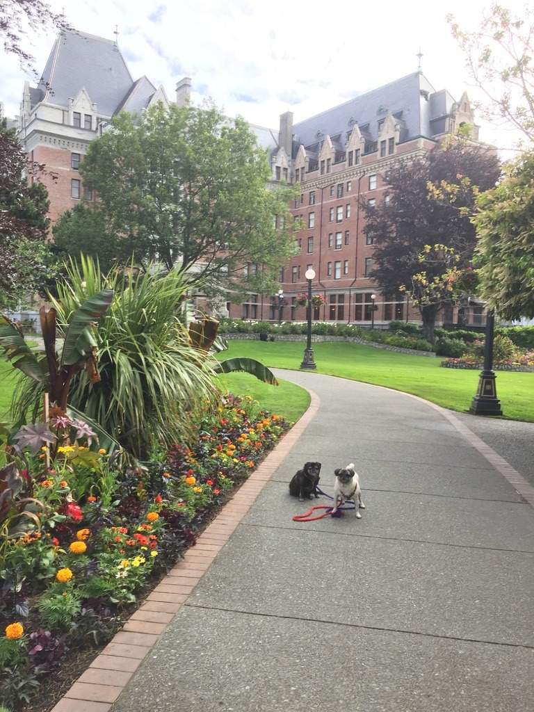 pugs and Empress hotel