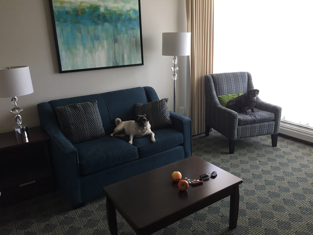 pugs in hotel