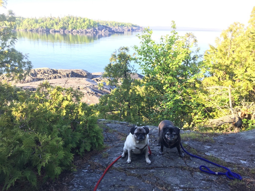 pugs on lookout rock 