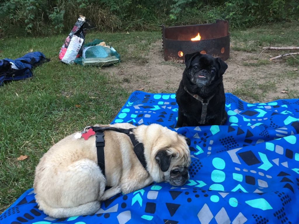 pugs and campfire
