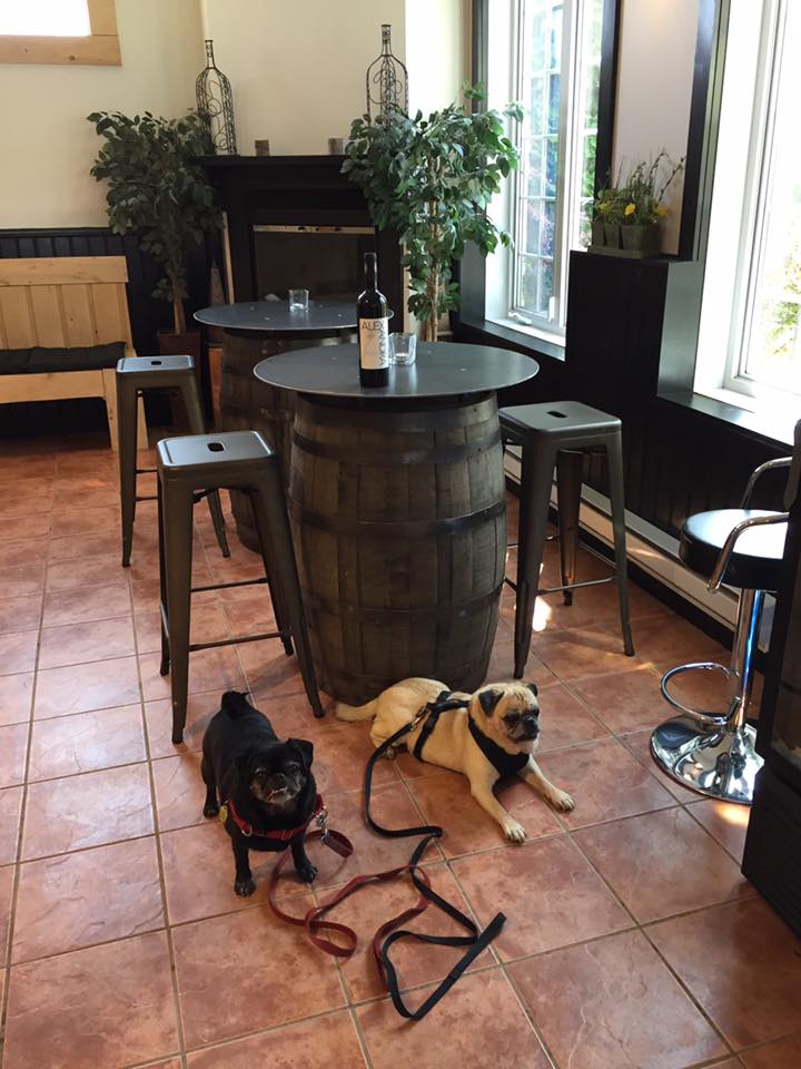 pugs inside winery store