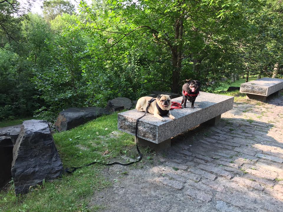 pugs on path bench