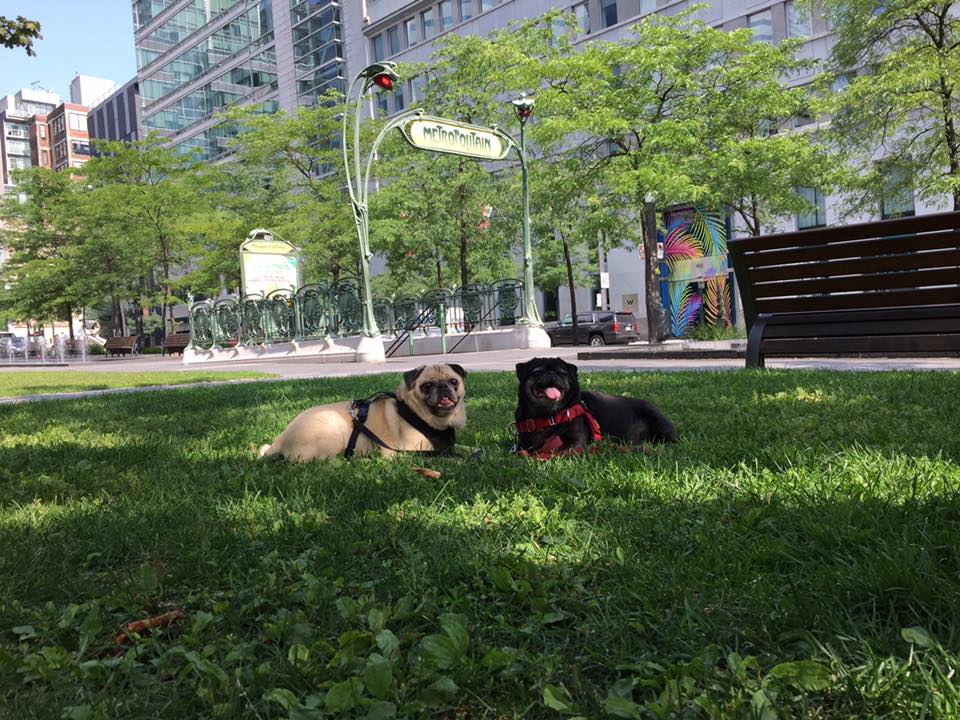 pugs in grass