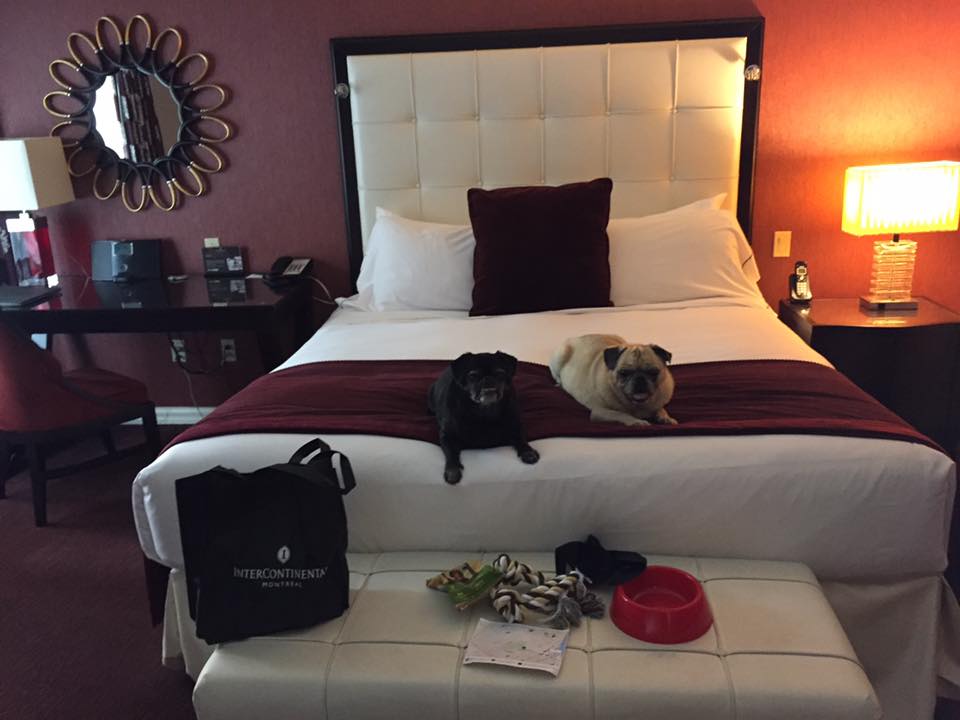 pugs on hotel bed
