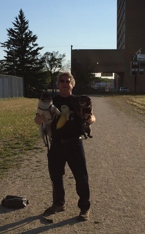 Larry holding pugs