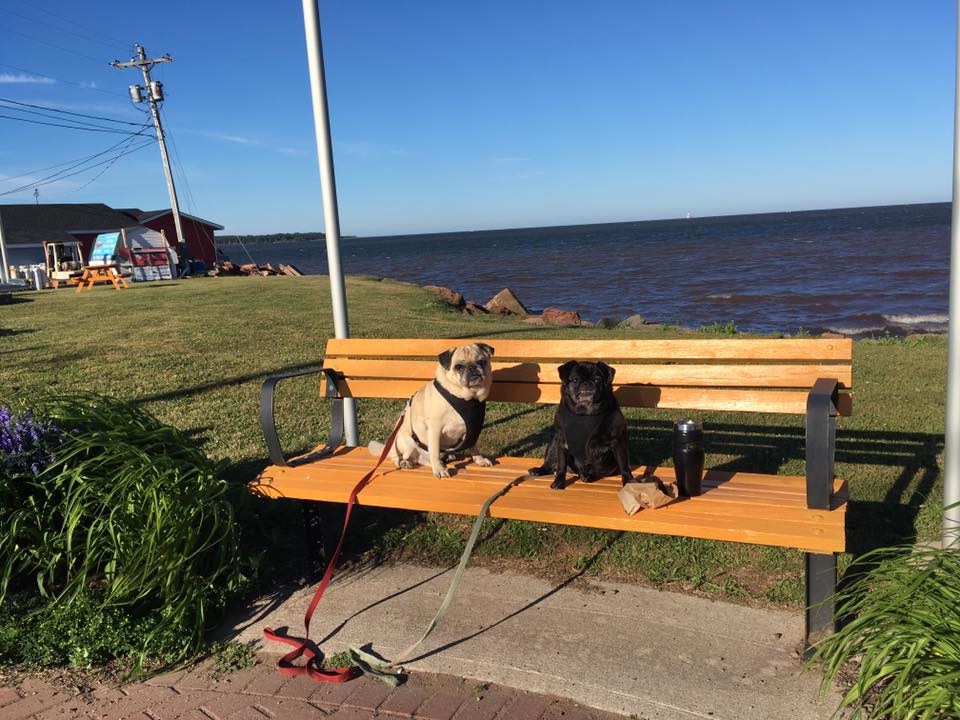 pugs on a bench