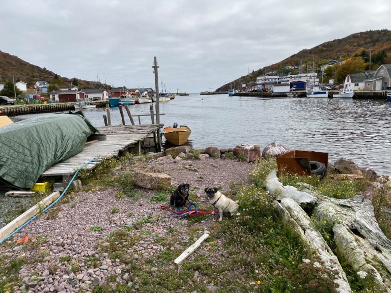 Newfoundland Day 4, Petty Harbour Maddox Cove Parts Unknown Pugs