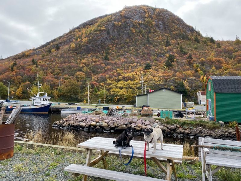 Newfoundland Day 4, Petty Harbour Maddox Cove Parts Unknown Pugs
